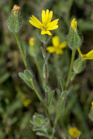 madia gracilis 5 graphic